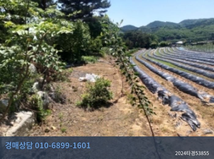 2024타경53855 토지 현황 이미지 4