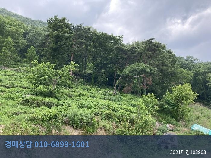 2021타경103903 임야 현황 이미지 4