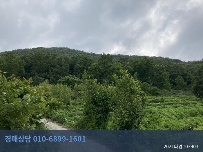 2021타경103903 임야 현황 이미지 5