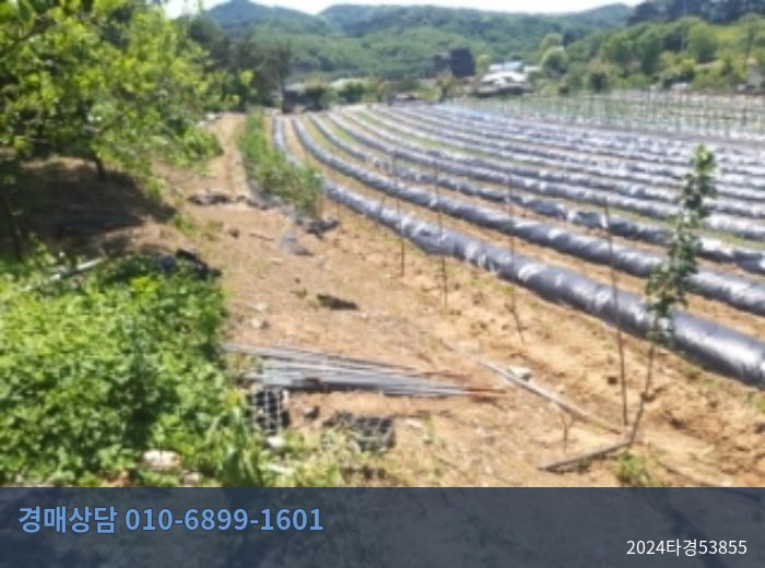 2024타경53855 토지 현황 이미지 6