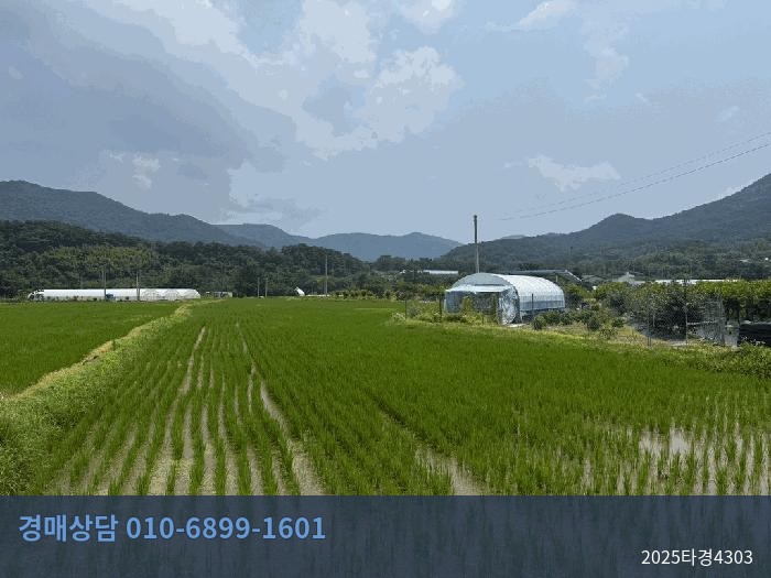 2025타경4303 답 현황 이미지 6